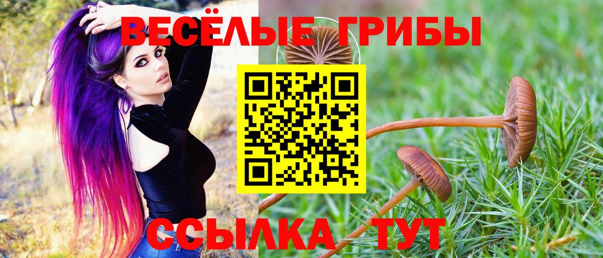Благодарный  закладки  Вход с VPN  Псилоцибиновые грибы Psilocybe 